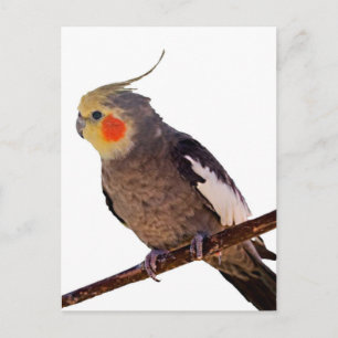 Fotografi av Cockatiel Grått och Gult Pet Bird Fot Vykort
