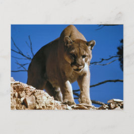 Fotografi av Cougar (Puma Concolor) Vykort