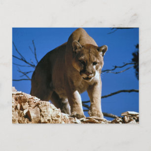 Fotografi av Cougar (Puma Concolor) Vykort