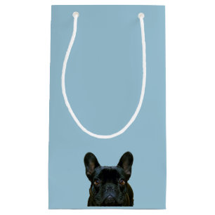 Fotografi av Cute Black Fransk Bulldog Frenchie: