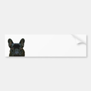 Fotografi av Cute Black Fransk Bulldog Frenchie: Bildekal