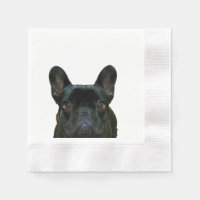 Fotografi av Cute Black Fransk Bulldog Frenchie: