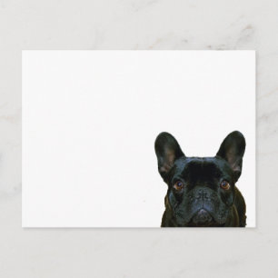 Fotografi av Cute Black Fransk Bulldog Frenchie: Vykort