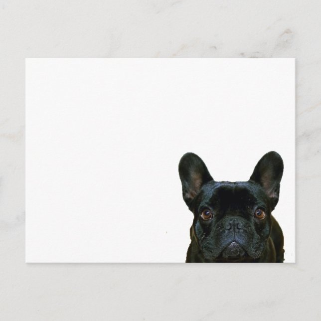 Fotografi av Cute Black Fransk Bulldog Frenchie: Vykort (Framsida)