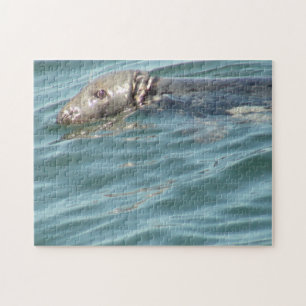 Fotografi av Cute Cape Cod Seal Pussel