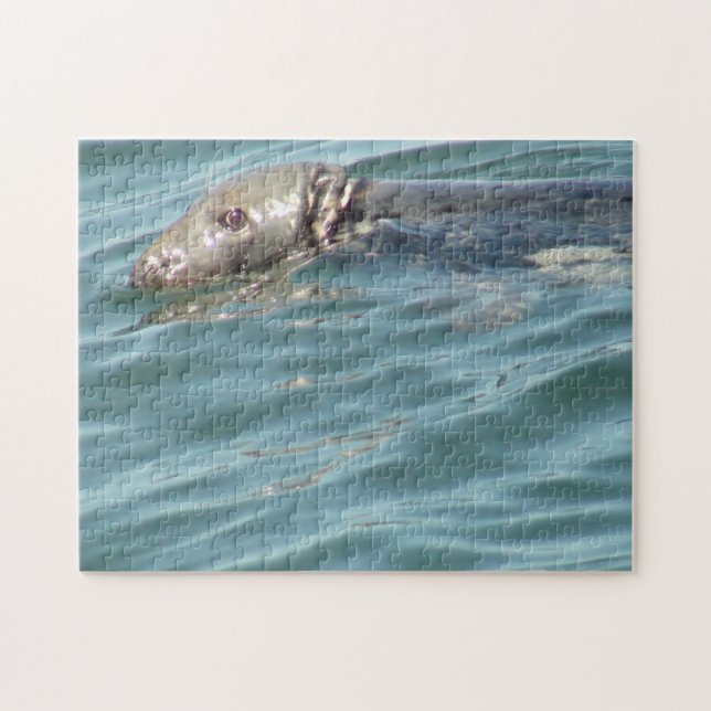 Fotografi av Cute Cape Cod Seal Pussel (Horisontell)