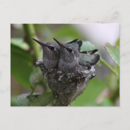 Fotografi av Cute Hummingbird Vykort