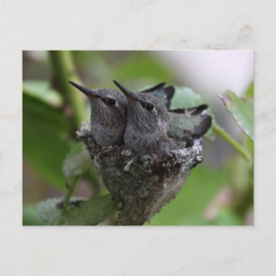 Fotografi av Cute Hummingbird Vykort