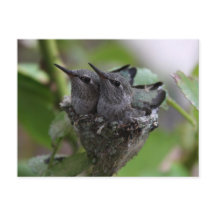 Fotografi av Cute Hummingbird