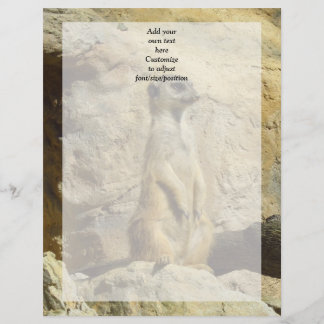 Fotografi av Cute meerkat