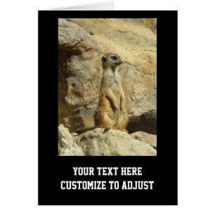 Fotografi av Cute meerkat OBS Kort