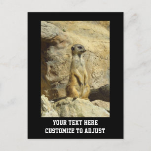 Fotografi av Cute meerkat Vykort