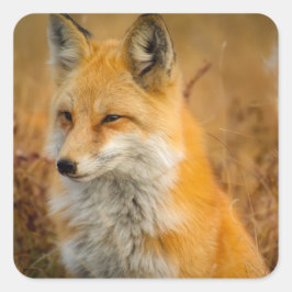 Fotografi av Cute Red Fox Wilderness Nature Fyrkantigt Klistermärke