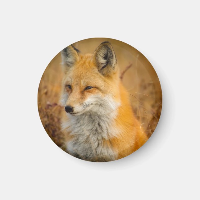 Fotografi av Cute Red Fox Wilderness Nature Magnet (Framsidan)