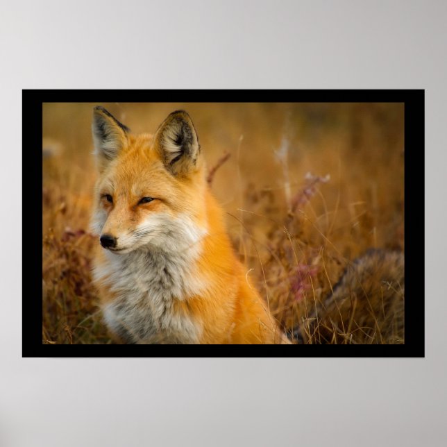 Fotografi av Cute Red Fox Wilderness Nature Poster (Framsidan)