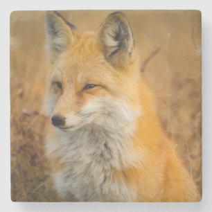 Fotografi av Cute Red Fox Wilderness Nature Stenunderlägg
