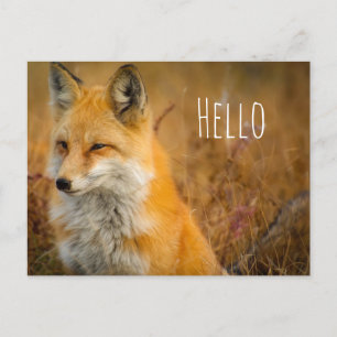 Fotografi av Cute Red Fox Wilderness Nature Vykort