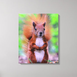 Fotografi av Cute Red Squirrel Canvastryck