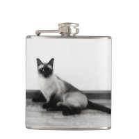 Fotografi av CUTE Siamese Cat Porträtt