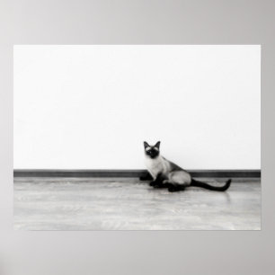 Fotografi av CUTE Siamese Cat Porträtt Poster
