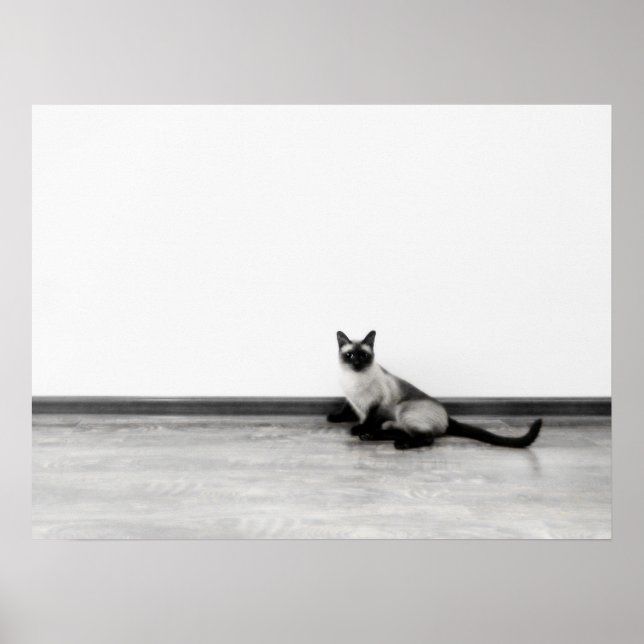 Fotografi av CUTE Siamese Cat Porträtt Poster (Framsidan)