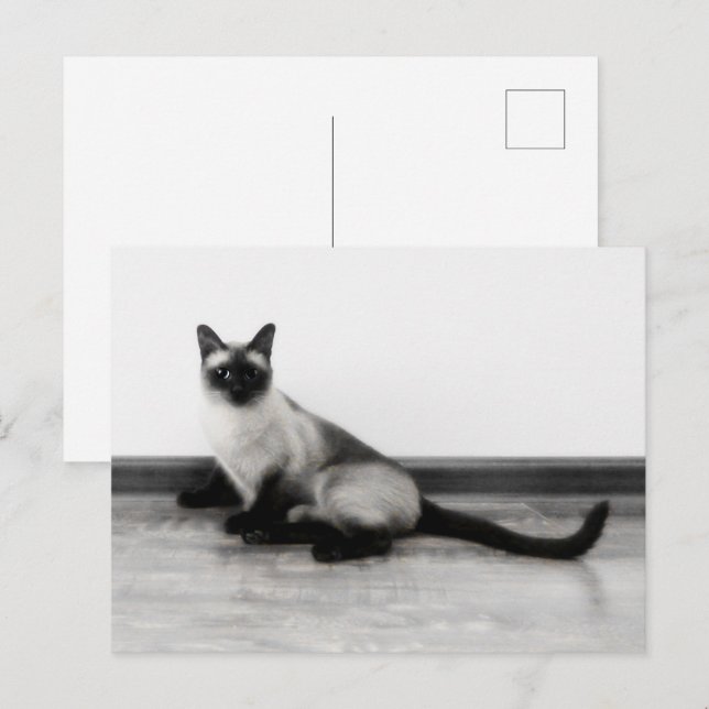 Fotografi av CUTE Siamese Cat Porträtt Vykort (Fram/baksida)
