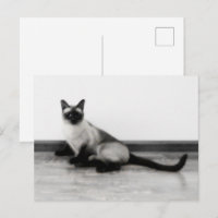 Fotografi av CUTE Siamese Cat Porträtt