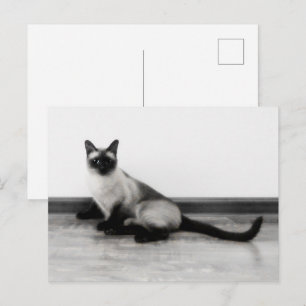 Fotografi av CUTE Siamese Cat Porträtt Vykort