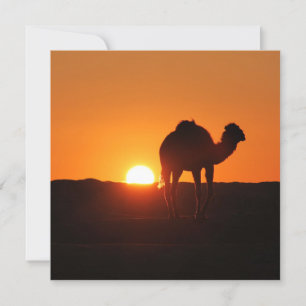 Fotografi av det tunisiska ökenlandskapet med kame