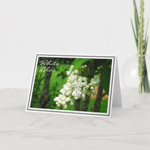 Fotografi av det vita lågspänningskluster i Lilac Kort