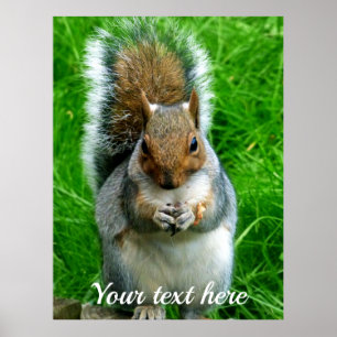 Fotografi av en Cute Squirrel i en trädgård Poster