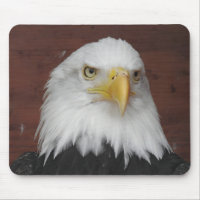 Fotografi av en Eagle I Took i Dubuque, Iowa