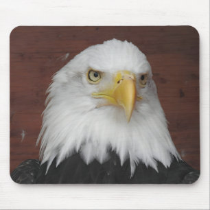 Fotografi av en Eagle I Took i Dubuque, Iowa Musmatta