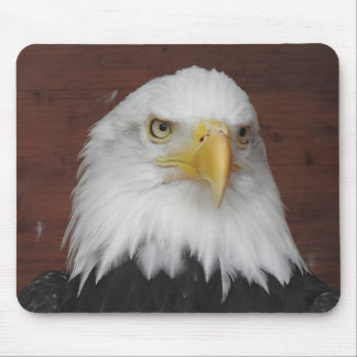 Fotografi av en Eagle I Took i Dubuque, Iowa Musmatta