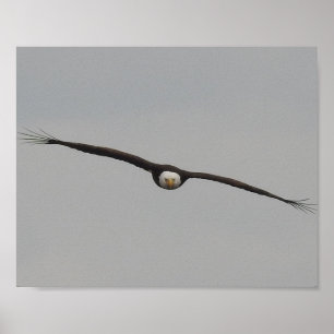 Fotografi av en Eagle I Took i Dubuque, Iowa Poster