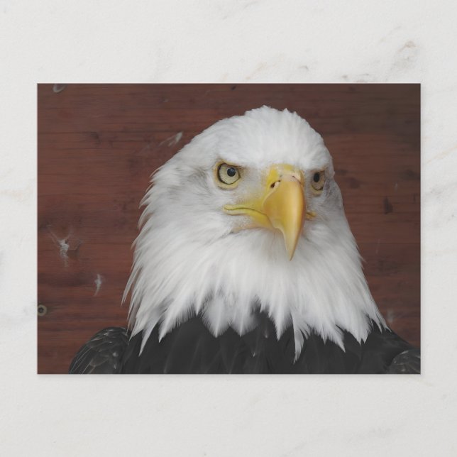 Fotografi av en Eagle I Took i Dubuque, Iowa Vykort (Framsida)