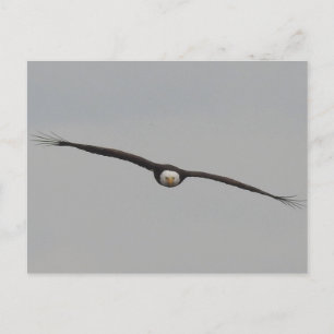 Fotografi av en Eagle I Took i Dubuque, Iowa Vykort