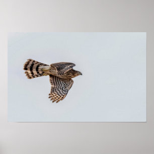 Fotografi av en flygande sparvhök poster