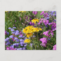 Fotografi av en massa vackra blommor av färgad