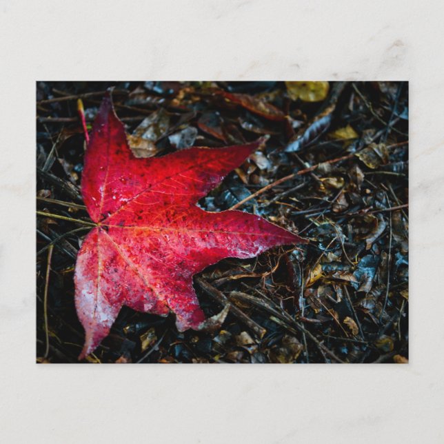 Fotografi av en röd maple Löv. Helg Vykort (Framsida)