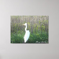 Fotografi av en vild Egret på arbetsyta.