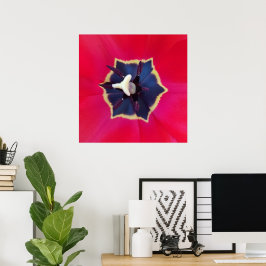 Fotografi av färgen Bold Red Tulip Flower Macro Na Poster
