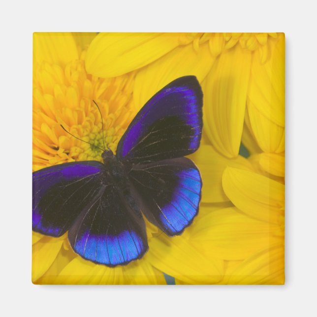 Fotografi av fjäril magnet (Framsidan)