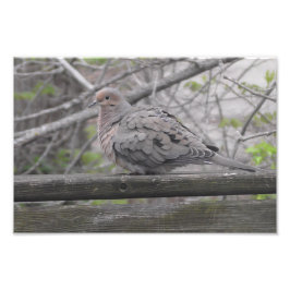 Fotografi av fluffy Dove-typ