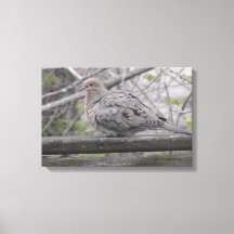 Fotografi av fluffy Dove-typ
