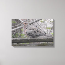 Fotografi av fluffy Dove-typ Canvastryck