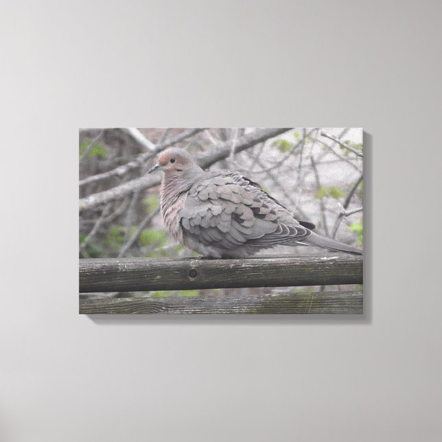 Fotografi av fluffy Dove-typ Canvastryck (Framsida)