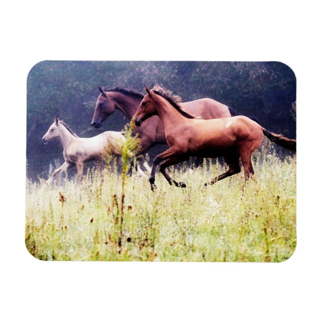 Fotografi av Galloping Horses Magnet (Horisontell)