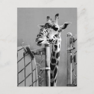 Fotografi av Giraffe Porträtt Vykort