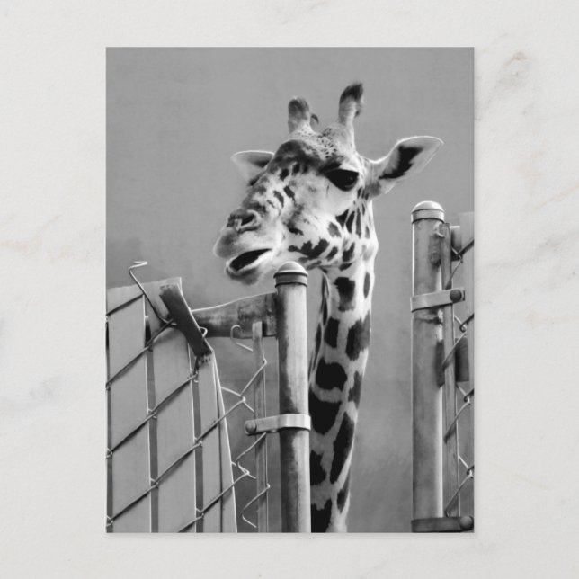 Fotografi av Giraffe Porträtt Vykort (Framsida)
